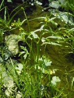 Image of Ranunculus sceleratus